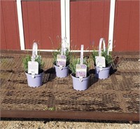 4 Fragrant Super Blue Lavender Plants