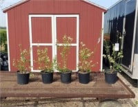 5 Bluecrop Blueberry Plants