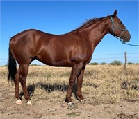 "Playboys Cherub" 2013 QH Mare Q-85053