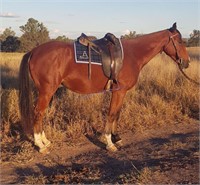 "Geddes Radar" 2019 SH Gelding 255447