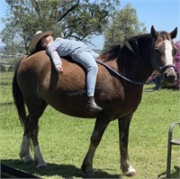 "Maple" 2017 Welsh Cob Mare