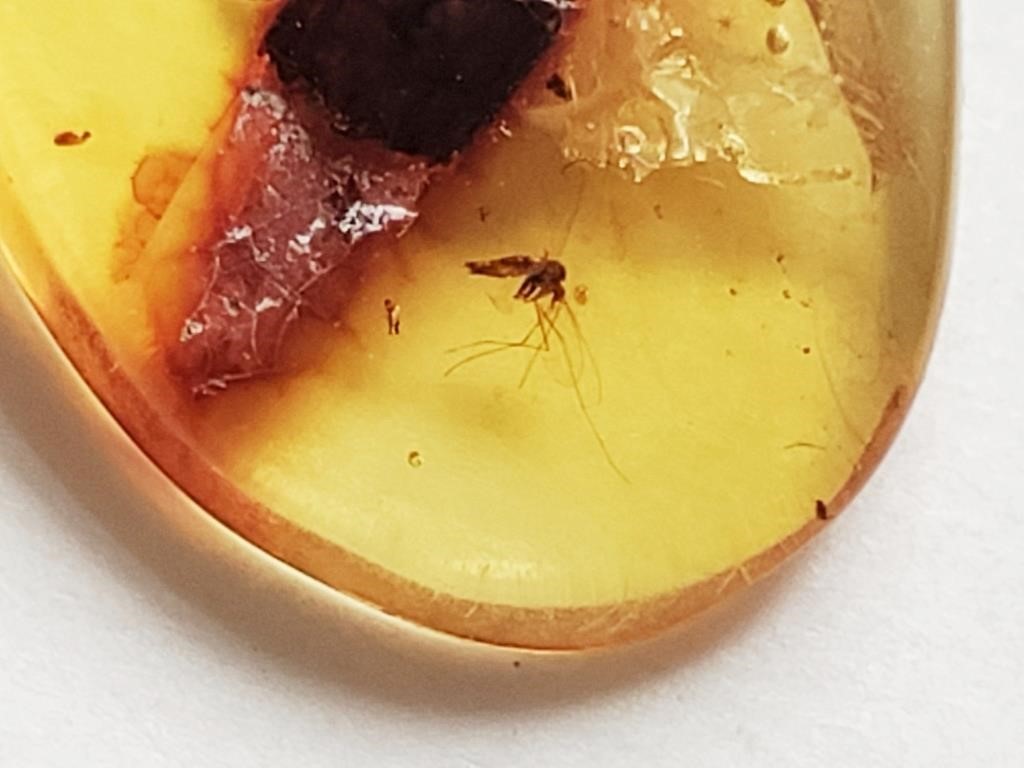66 Million Year Old Amber with mosquito inside