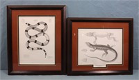 (2) 19th C. Reptile Engravings After J.H. Richard