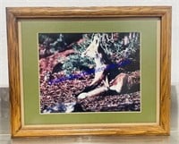 Framed Fox Picture (16 x 13)