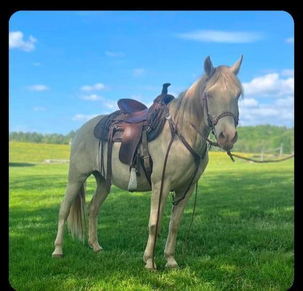 Mia- 10 year old Quarter Mare - COLOR