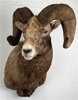 Record Book Montana Bighorn Sheep Taxidermy Mount