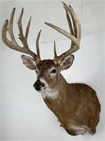 Huge Illinois Whitetail Deer Taxidermy Mount