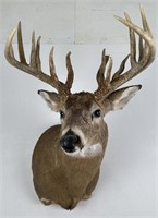 Iowa Non Typical Whitetail Deer Taxidermy Mount