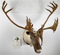 Quebec Pope & Young Record Book Labrador Caribou