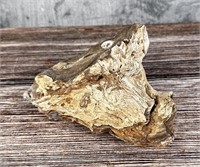 Fossil Petrified Wood