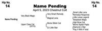 NAME PENDING, 2023 Chestnut Colt