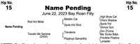 NAME PENDING 2023 Bay Roan Filly