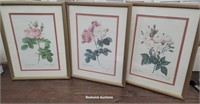 Set 3 botanical prints matching frames