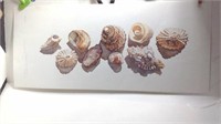 "shell Medley " Signed By Hahn #81/190 U15C