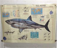 1993 Laminated Mote Marine Shark Poster U13B