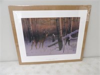 Evening Splinder Whitetail Deer by Gary Sorrels