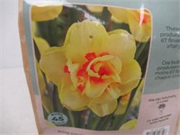 45-Pk Tasc Narcissus Double Tahiti Bulbs