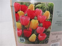 50-Pk Tasc Tulipa Darwin Hybrid Assorted Bulbs