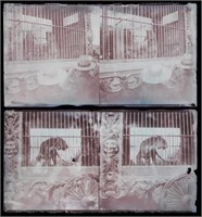 2 Stereoview Negatives, CIRCUS TIGER