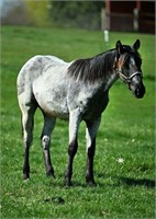 NAME PENDING, 2023 Blue Roan Filly