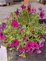 Flower hanging Baskets