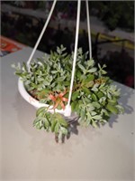 Flowering Succulent Basket