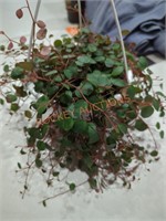Small hanging plant