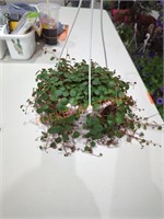 Small hanging flower plant
