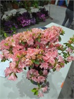 Azalea Blaaues pink bush
