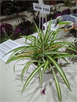 Small spider plant