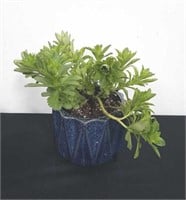 4.5 inch pot with plant