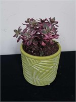 4.5 inch pot with kalanchoe plant