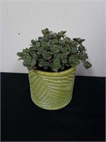 4.5 inch pot with succulents
