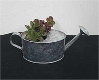 8x4-in metal watering can with succulents