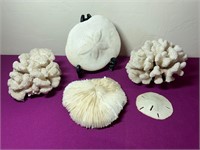 Large Sand Dollar, Mushroom Coral, Coral Cluster