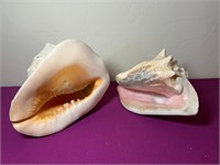 2 Large Conch Shells