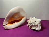 2 Large Conch Shells