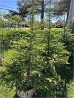 2-Blue Spruce Trees