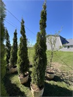2- Emerald Green Arborvitae Trees
