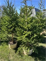 2-Norway Spruce Trees
