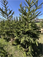 2-Norway Spruce Trees