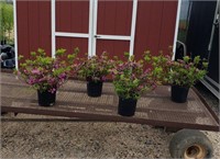 4 Hardy Purple Herbert Evergreen Azalea Plants