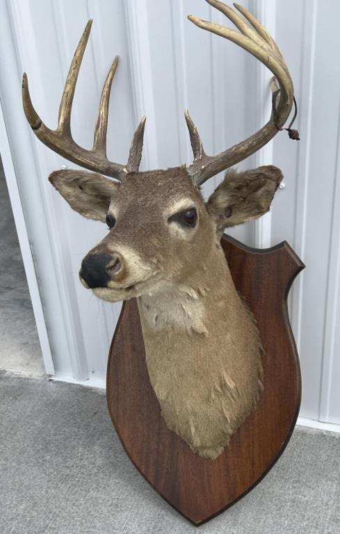 9-Point Whitetail Deer mount