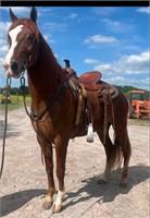 Chief-4 Year Old Sorrel Saddle Horse