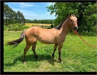 AQHA 2 Year Old Filly WITH COLOR