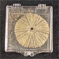 Dried Sea Urchin In Clear Display Box