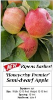 Apple Tree Premier Honeycrisp