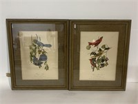 JJ Audubon Large Prints