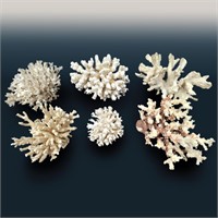6Pc Coral Collection