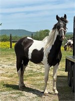 7yro Spotted Saddle Mare